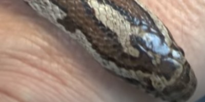 Detroit snake